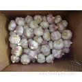 Normal White Garlic Crop 2019 From Jinxiang